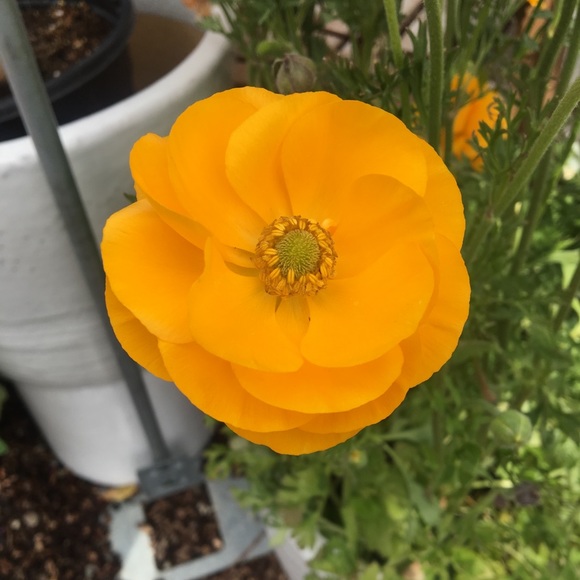 Mini Notepad & Pen Sets (free with purchase of $20 or more) - Picture 5 of 6